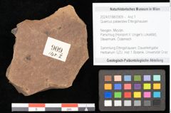 Foto (Objekt + Etikett) von Quercus palaeoilex Ettingshausen (NHMW-GEO-2024-0188-0909)
